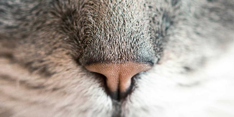 物联网设备OTA升级：智能家居系统持续进化与功能迭代的生命线