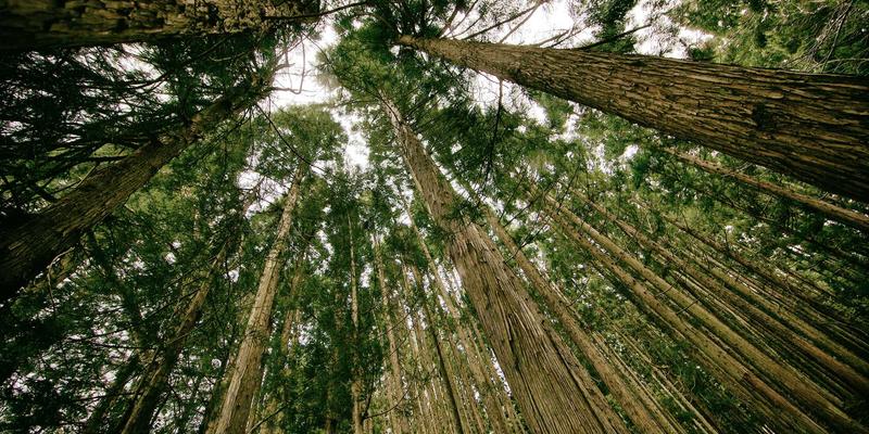 蓝牙Mesh技术如何重塑智能家居？低功耗与高密度节点的双重突破